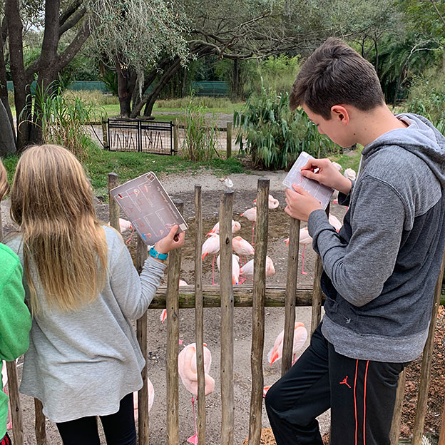 Observing Flamingo Behavior at Animal Kingdom Lodge