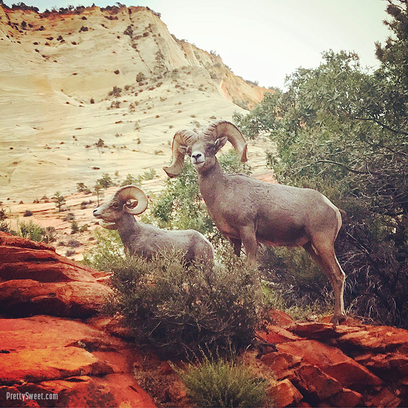 Big Horn Sheep in Zion National Park