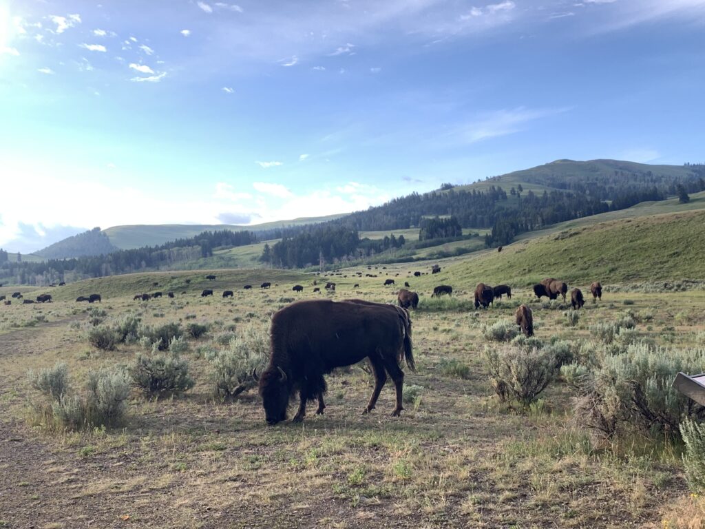 buffalo grazing yellowstone