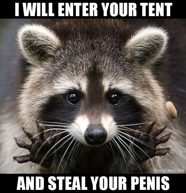 raccoon meme camping