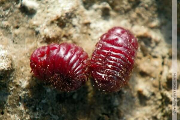 cochineal beetles