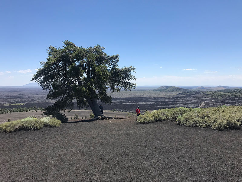 craters of the moon hike tree family