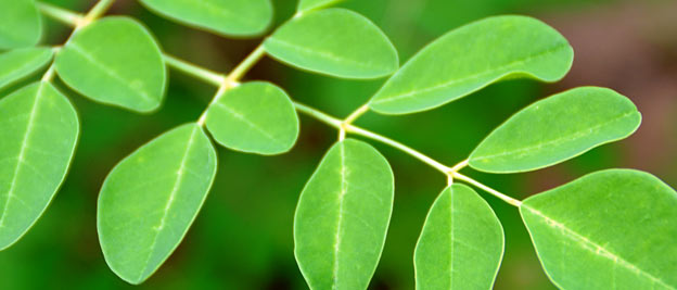 moringa leaves for health