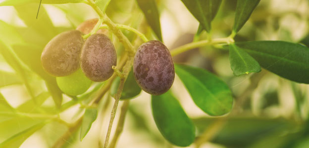 olive leaf supplement