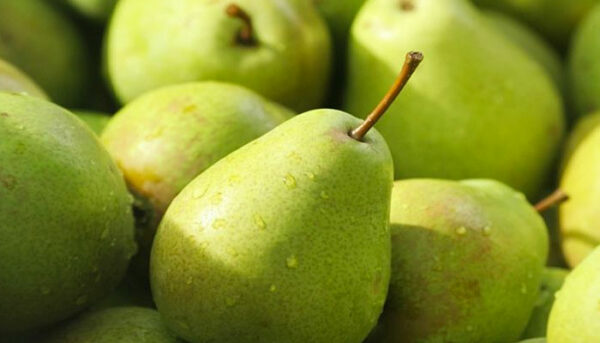 Are Your Pears Ripe? How to Tell + Make a Pear Ripen Faster!